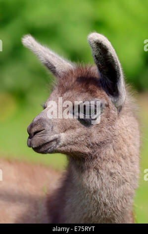 Lama (Lama Glama), jung, heimisch in Südamerika, in Gefangenschaft, Deutschland Stockfoto