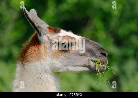 Lama (Lama Glama), Porträt, heimisch in Südamerika, in Gefangenschaft, Deutschland Stockfoto