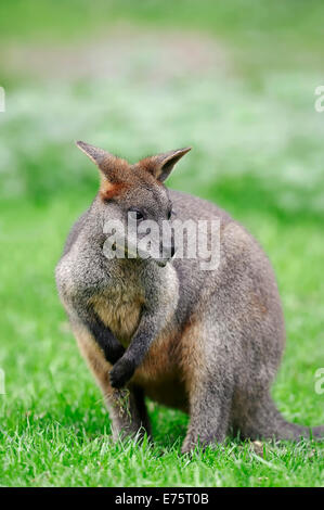 Swamp Wallaby (Wallabia bicolor), ursprünglich aus Australien, in Gefangenschaft, Deutschland Stockfoto