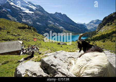 Ziege und ein Berggasthaus, See Oeschinensee, Kandersteg, Berner Oberland, Kanton Bern, Schweiz Stockfoto