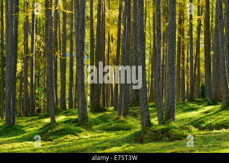 Holz der Europäischen Lärchen (Larix Decidua) im Herbst, Mötzer Lärchwald, Tirol, Österreich Stockfoto