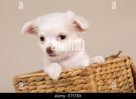 Chihuahua Welpen, 8 Wochen, weiß, sitzen in einem Korb Stockfoto