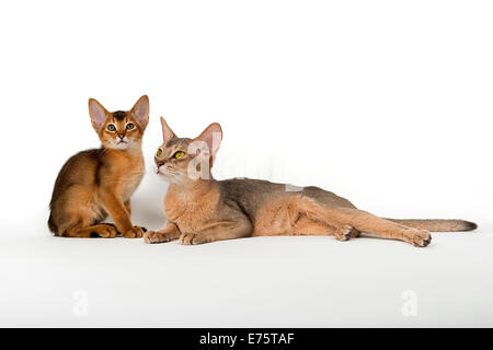 Abessinier Katze mit Kätzchen Stockfoto