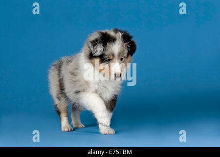 Shetland Sheepdog Welpen, 6 Wochen, Blue Merle Stockfoto