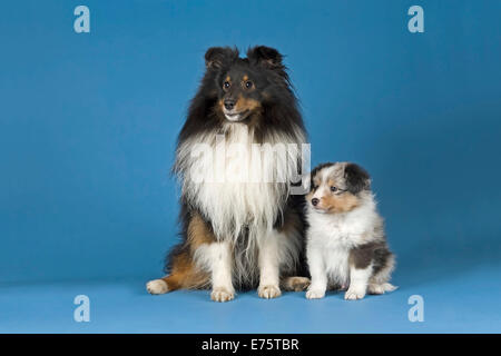 Shetland Sheepdogs, Rüden und Welpen Stockfoto