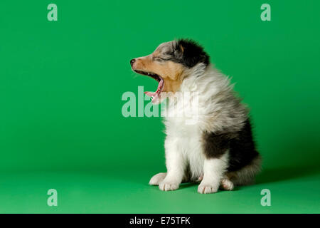 Shetland Sheepdog Welpen, 6 Wochen, Farbe Blue Merle Stockfoto