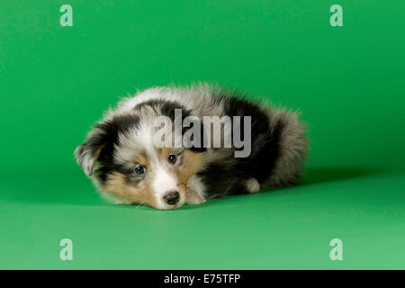 Shetland Sheepdog Welpen, 6 Wochen, Farbe Blue Merle Stockfoto