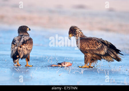 Zwei junge Seeadler (Haliaeetus Horste), ernähren sich von Fischen, Polen Stockfoto