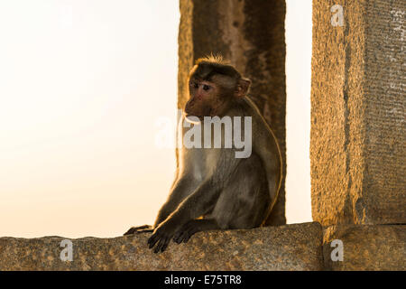 Ein Affe Rhesus-Makaken (Macaca Mulatta) auf einem Felsen in den Ruinen des ehemaligen sitzt Vijayanagara Reich, Hampi, Karnataka Stockfoto