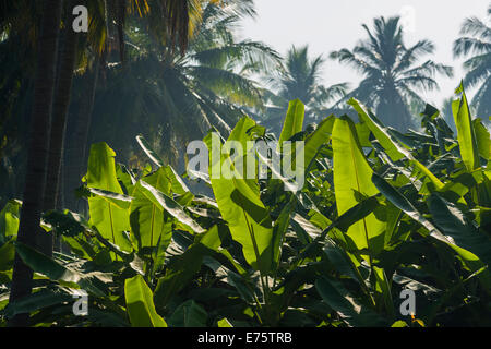 Grüne Blätter von Bananenpflanzen (Musa Acuminata) in einer Plantage umgeben von Kokospalmen zwischen den Ruinen des ehemaligen Stockfoto