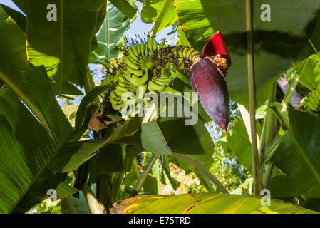 Grüne Blätter, Obst-Cluster und die Blume eine Bananenstaude (Musa Acuminata) in einer Plantage zwischen den Ruinen der ehemaligen Stockfoto