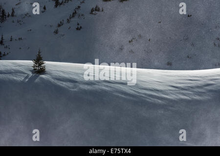 Latschenkiefer (Pinus Mugo) im Schnee, Bergen der Eisenerzer Alpen, Steiermark, Österreich Stockfoto