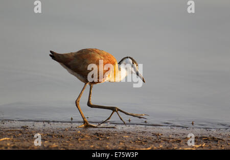 Afrikanische Blatthühnchen (Actophilornis Africanus), Futtersuche am Seeufer, Sunset Dam, Krüger Nationalpark, Südafrika Stockfoto