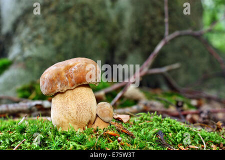 Zwei Pilze Steinpilze im Wald Stockfoto