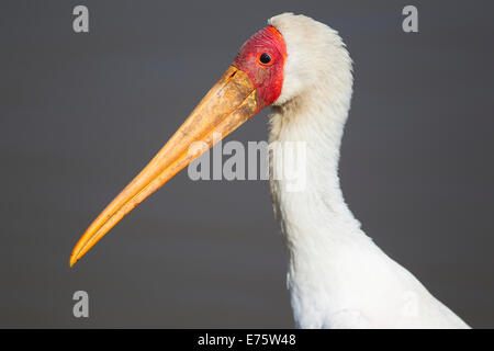 Gelb-billed Stork (Mycteria Ibis), Sunset Dam, Krüger Nationalpark, Südafrika Stockfoto