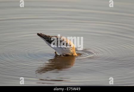 Kampfläufer (Philomachus Pugnax), auf Nahrungssuche in Wasser, Sunset Dam, Krüger Nationalpark, Südafrika Stockfoto