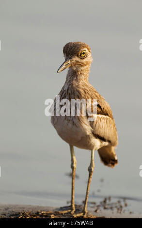 Wasser Thick-knee (Burhinus Vermiculatus) am Seeufer, Sunset Dam, Krüger Nationalpark, Südafrika Stockfoto