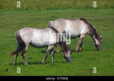 Konik-Pferde (Equus Przewalskii f Caballus) auf einer Weide Stockfoto