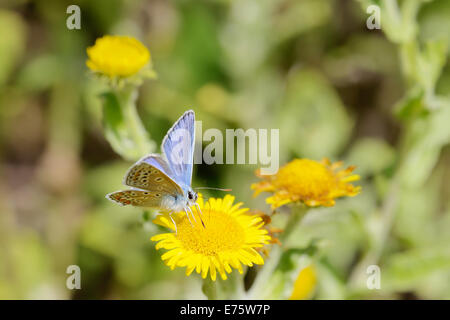 Polyommatus Icarus, männliche gemeinsame blaue Schmetterling Fütterung auf Berufkraut Blume, Wales, UK. Stockfoto