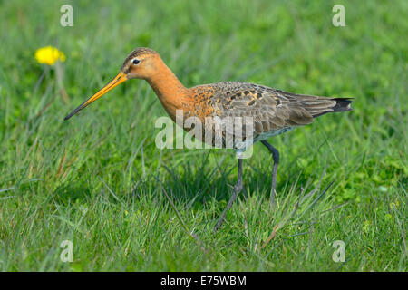 Uferschnepfe (Limosa Limosa), männliche in der Zucht Gefieder auf Nahrungssuche, Waal En Burg Nature reserve, Texel Stockfoto