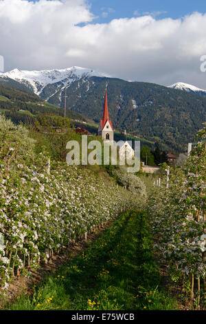 Apfelplantage, hinter der Plose Eisacktal, Elvas, Brixen, Südtirol, Italien Stockfoto