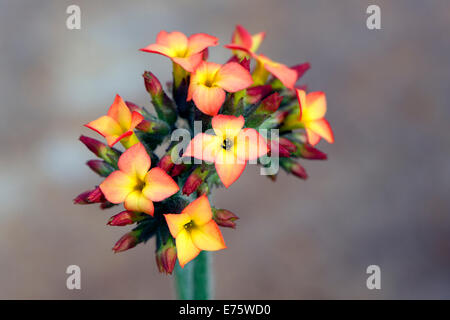 Kalanchoe (Kalanchoe Lateritia), ursprünglich aus Afrika Stockfoto