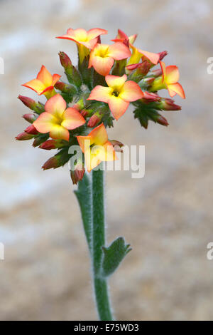 Kalanchoe (Kalanchoe Lateritia), ursprünglich aus Afrika Stockfoto