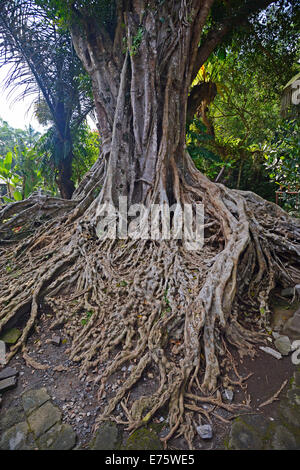 Luftwurzeln ein Ficus-Baum in den Wassertempel Tirta Empul, Bali, Indonesien Stockfoto