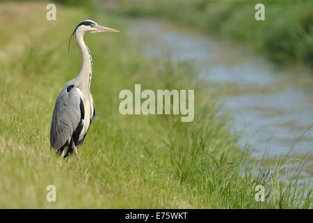 Graue Reiher (Ardea Cinerea) am Ufer eines Baches, Niederlande Stockfoto