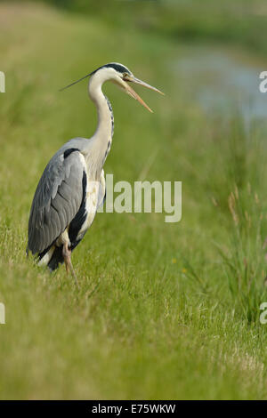 Graue Reiher (Ardea Cinerea) mit einer offenen Schnabel, am Ufer eines Baches, Niederlande Stockfoto