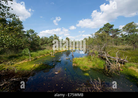 Pietzmoor, Naturschutzgebiet Lüneburger Heide, Schneverdingen, Niedersachsen, Deutschland Stockfoto