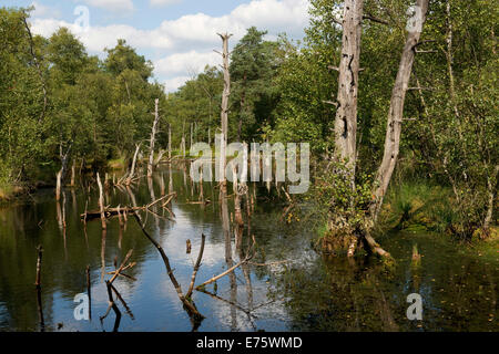 Pietzmoor, Naturschutzgebiet Lüneburger Heide, Schneverdingen, Niedersachsen, Deutschland Stockfoto