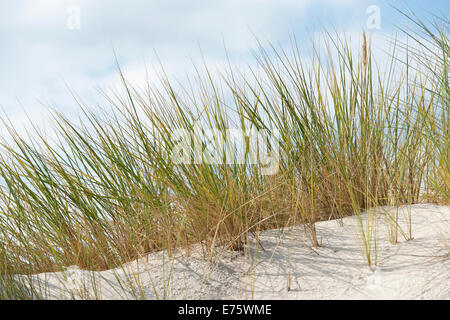 Europäische Dünengebieten Grass oder europäischen Strandhafer (Ammophila Arenaria), Mecklenburg-Western Pomerania, Deutschland Stockfoto
