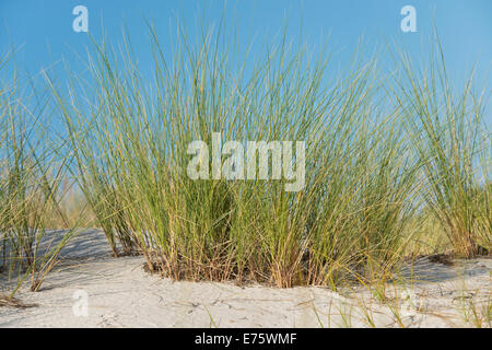 Europäische Dünengebieten Grass oder europäischen Strandhafer (Ammophila Arenaria), Mecklenburg-Western Pomerania, Deutschland Stockfoto