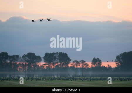 Kraniche (Grus Grus), auf ein Feld auf Nahrungssuche in den frühen Morgenstunden, Mecklenburg-Western Pomerania, Deutschland Stockfoto