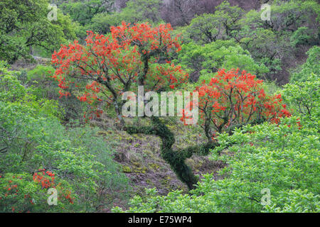 Blühende cockspur Korallenbaum (erythrina Crista-Galli), Salta, Argentinien Stockfoto