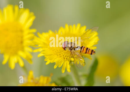 Episyrphus Balteatus, Hoverfly Fütterung auf Berufkraut Blumen, Wales, Vereinigtes Königreich. Stockfoto