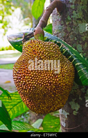 Durian Frucht, Baum Durian (Durio Zibethinus), Bali, Indonesien Stockfoto