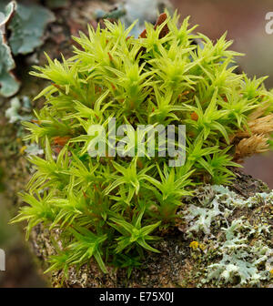 Gemeinsamen Haar Cap Moss, gemeinsame Haar Moos oder großer Goldilocks (Polytrichum Commune), Thüringen, Deutschland Stockfoto
