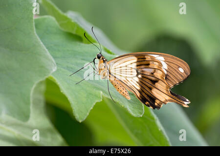 Afrikanische Schwalbenschwanz (Papilio Dardanus), ursprünglich aus Madagaskar, Schmetterling Haus, Forgaria Nel Friuli, Provinz Udine, Italien Stockfoto