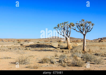 Köcher, Bäume oder Kokerboom (Aloe Dichotoma), Namib-Naukluft-Nationalpark, Namibia Stockfoto