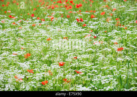 Blühende Wiese mit Mohn und Kerbel, Val d ' Orcia Region, Provinz Siena, Toskana, Italien Stockfoto