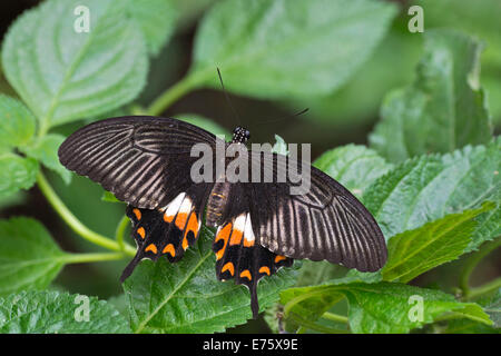 Großer Mormone (Papilio Memnon), ursprünglich aus Indonesien, Schmetterling Haus, Forgaria Nel Friuli, Provinz Udine, Italien Stockfoto