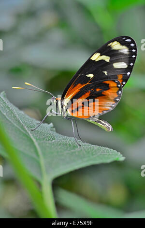 Rot Postman (Heliconius Erato), ursprünglich aus Brasilien, Schmetterling Haus, Forgaria Nel Friuli, Provinz Udine, Italien Stockfoto