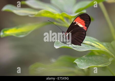 Postbote Schmetterling (Heliconius Melpomene), ursprünglich aus Brasilien, Schmetterling Haus, Forgaria Nel Friuli, Provinz Udine, Italien Stockfoto