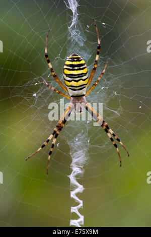 Orb-weben Spinne (Argiope Bruennichi), Burgenland, Österreich Stockfoto