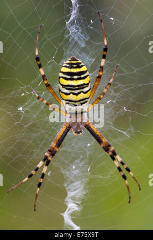 Orb-weben Spinne (Argiope Bruennichi), Burgenland, Österreich Stockfoto