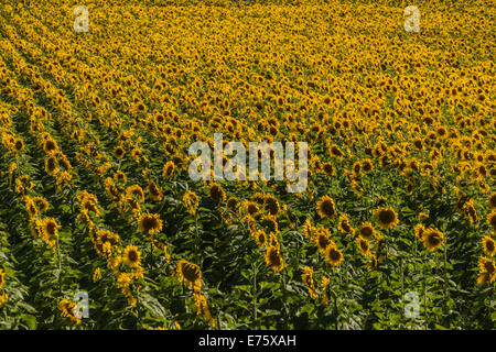 Feld von Sonnenblumen (Helianthus Annuus), Cucuron, Vaucluse, Provence-Alpes-Côte d ' Azur, Frankreich Stockfoto