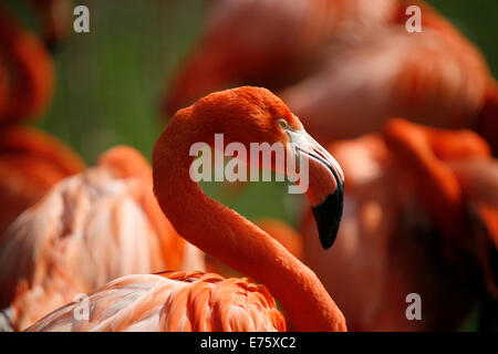 Amerikanische Flamingo (phoenicopterus ruber), Captive, Deutschland Stockfoto