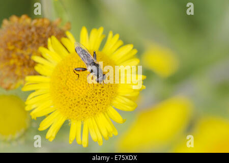 Dicken Beinen Hoverfly, Syritta Pipiens, Fütterung auf Berufkraut Blumen, Wales, UK. Stockfoto
